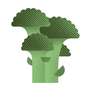 Illustration of broccoli